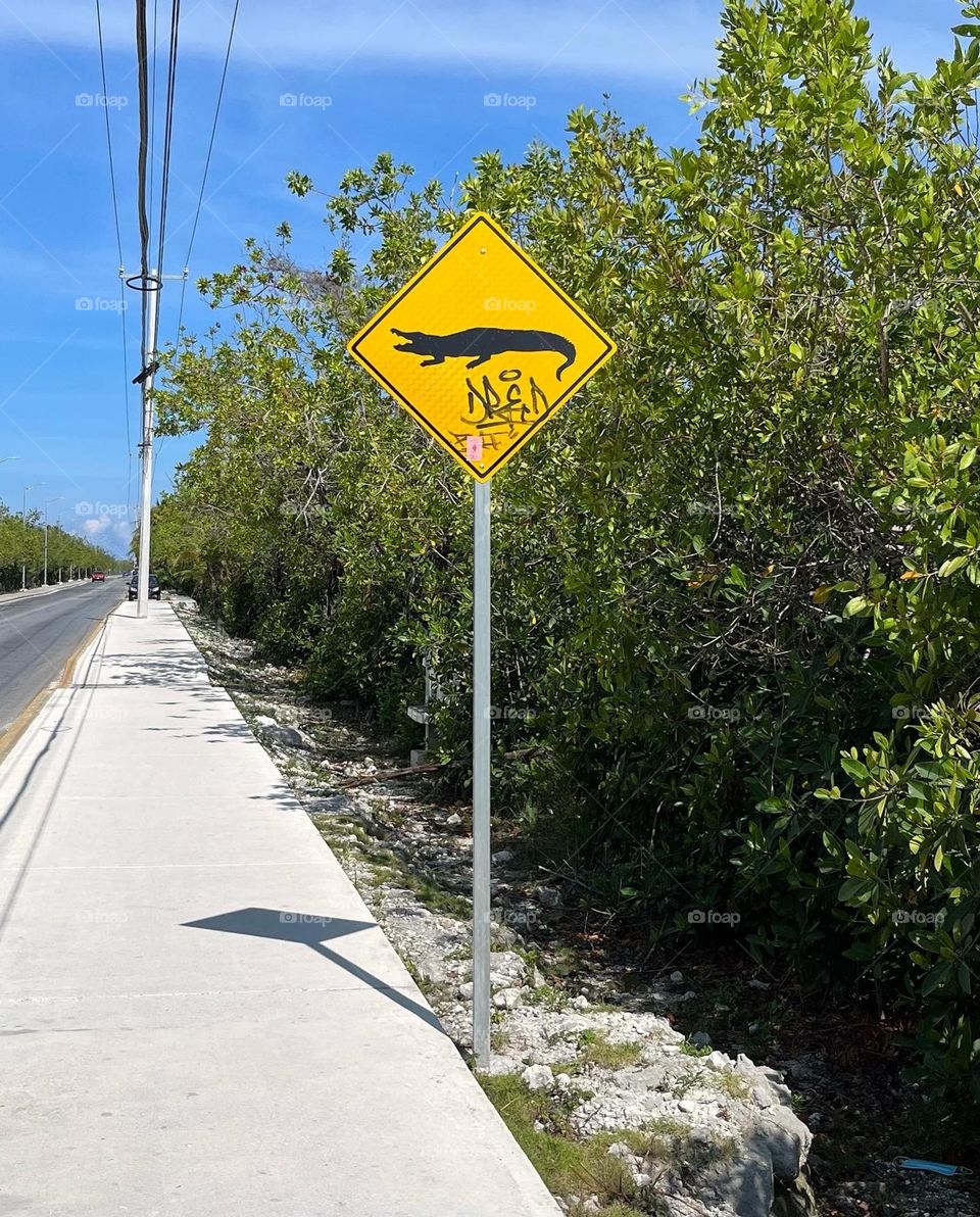 Critters on the road