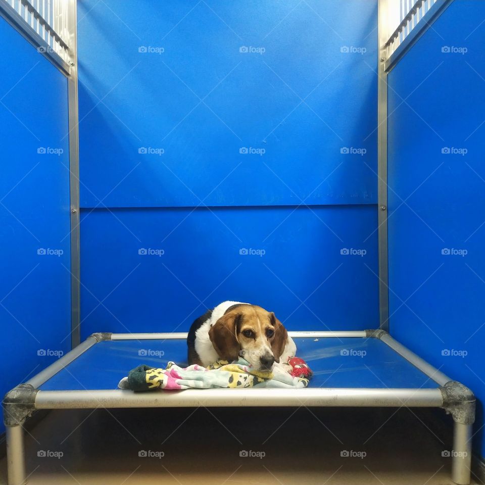 Beagle at an animal shelter