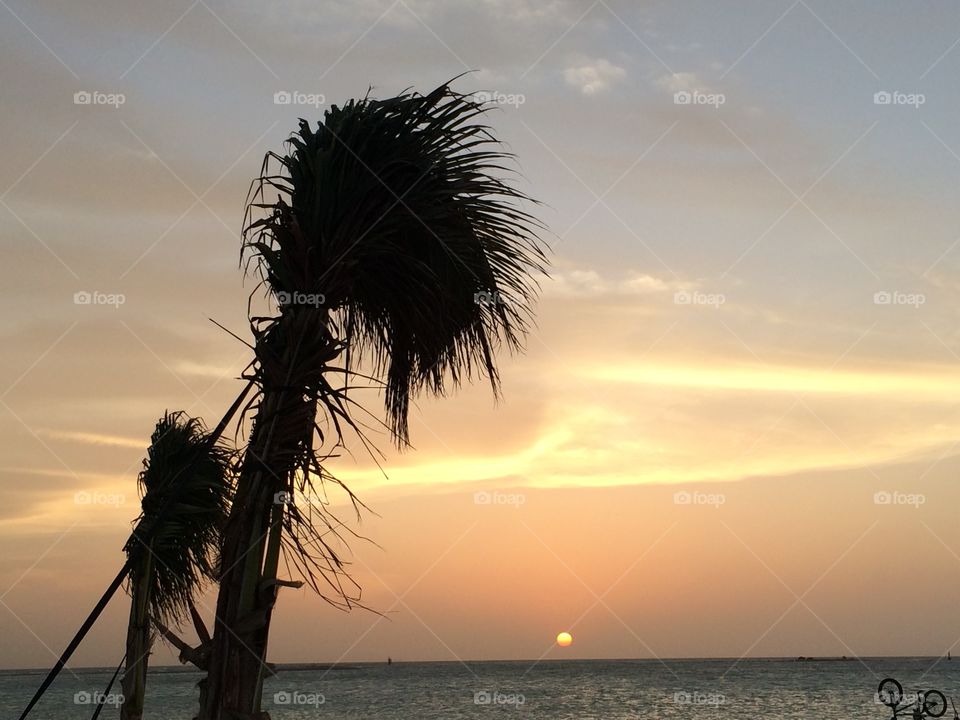 Palms in sunset