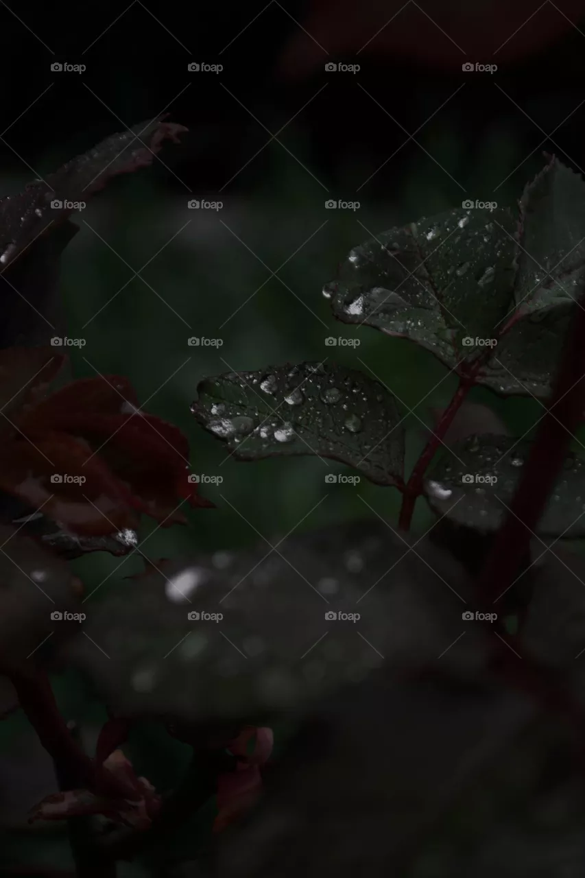 leaves after rain