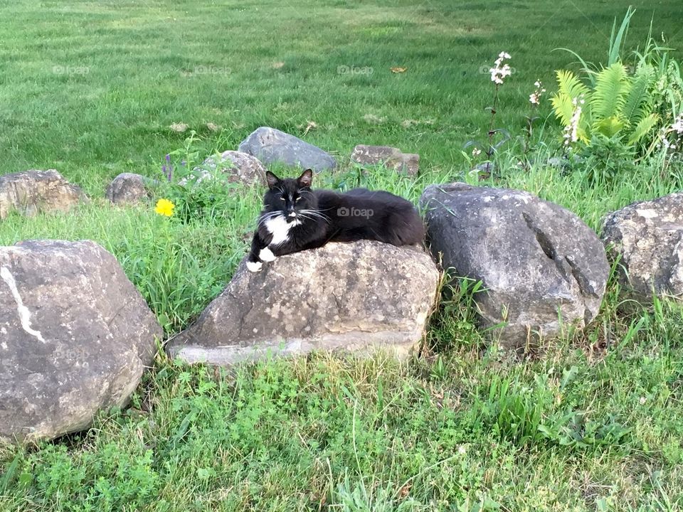 Bubba, the pretty boy, relaxing in the backyard