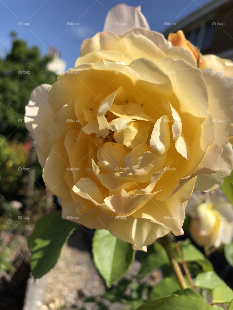 My great friend has some lovely yellow roses for us to enjoy in this fine summers day.