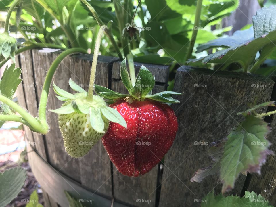 Big and juicy strawberry 🍓