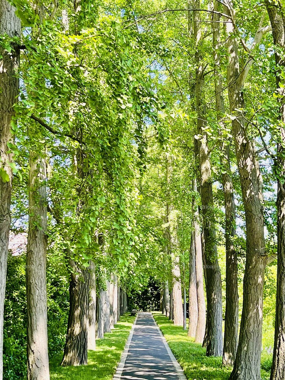 This spot is fondly called Ginkgo Allee. Rows of tall ginkgo trees line this peaceful path. 