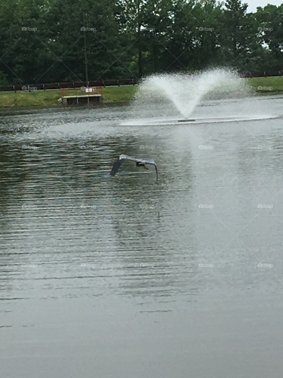 Heron flying with a fountain in the background