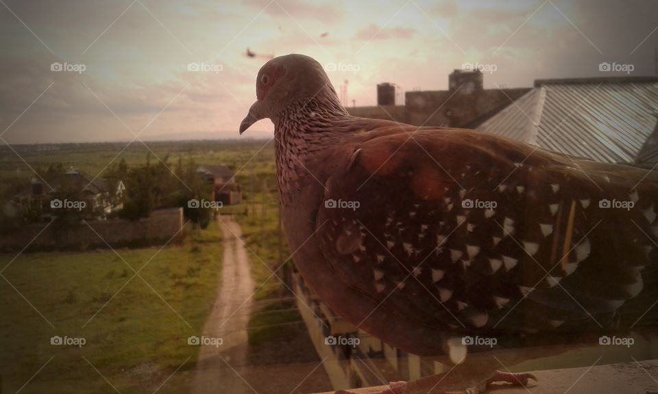 dove by the window
