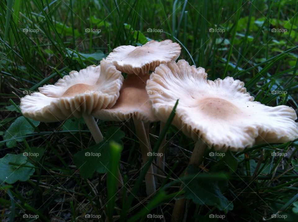 Wild mushrooms