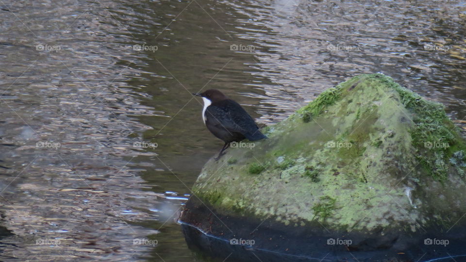 Dipper