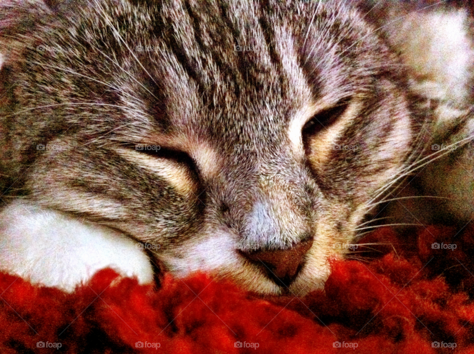sydney cat kitty sleepy kitty by fairybelle