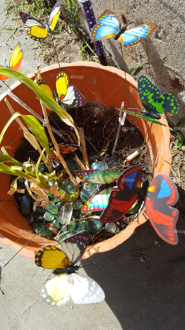 Butterflies
