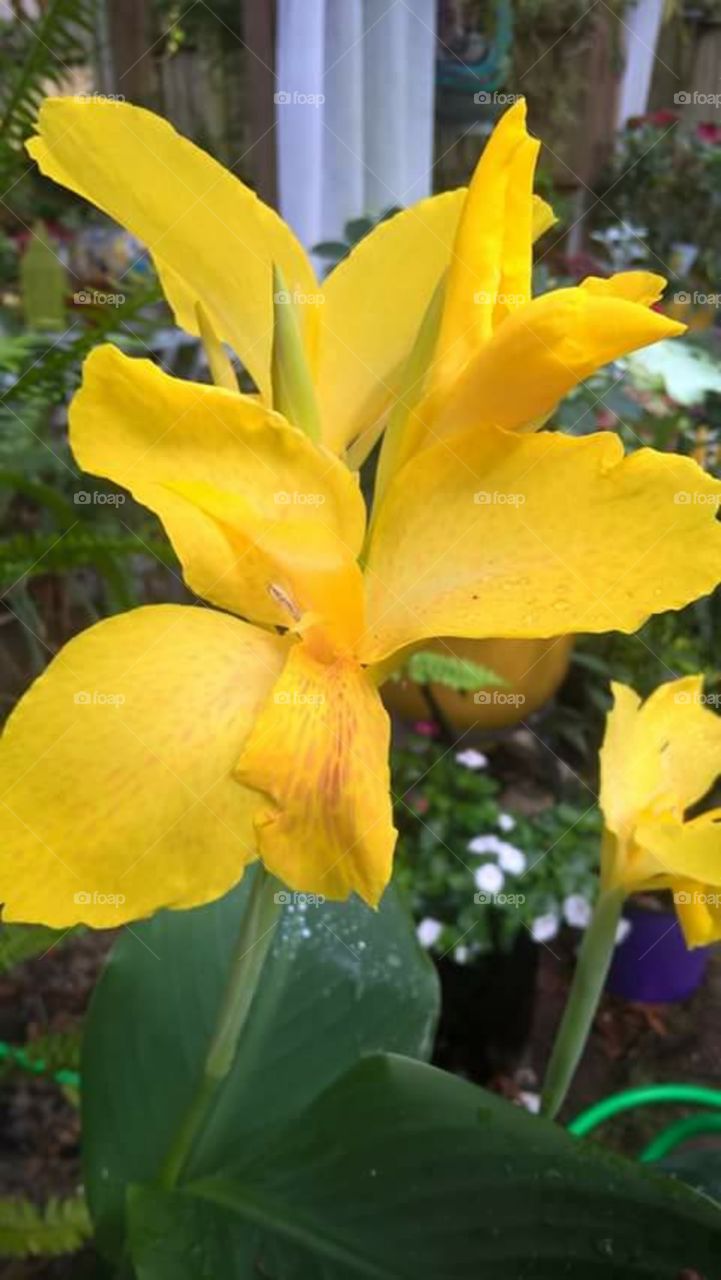 yellow flowers