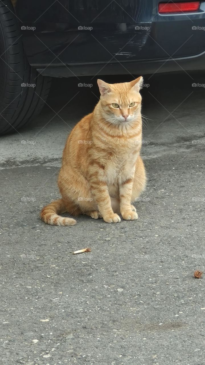 ginger cat on the street, closeup of photo with selective focus