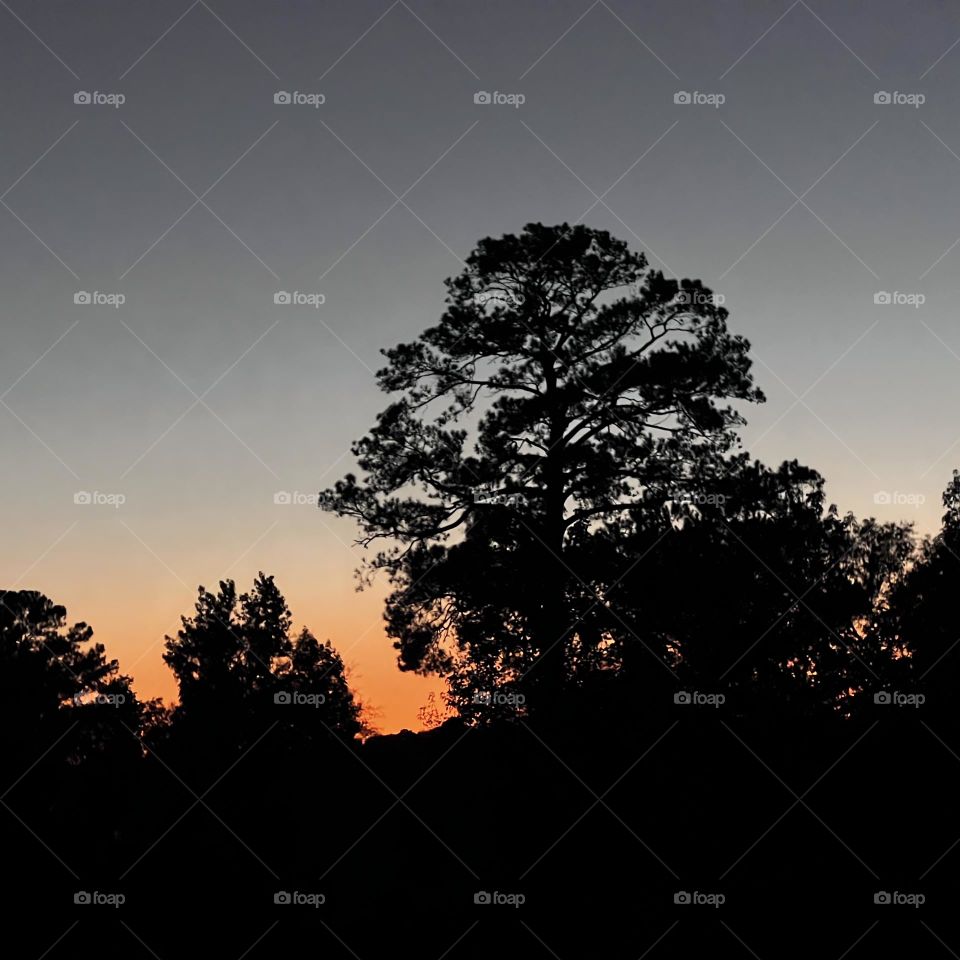 Sun setting behind the county trees.