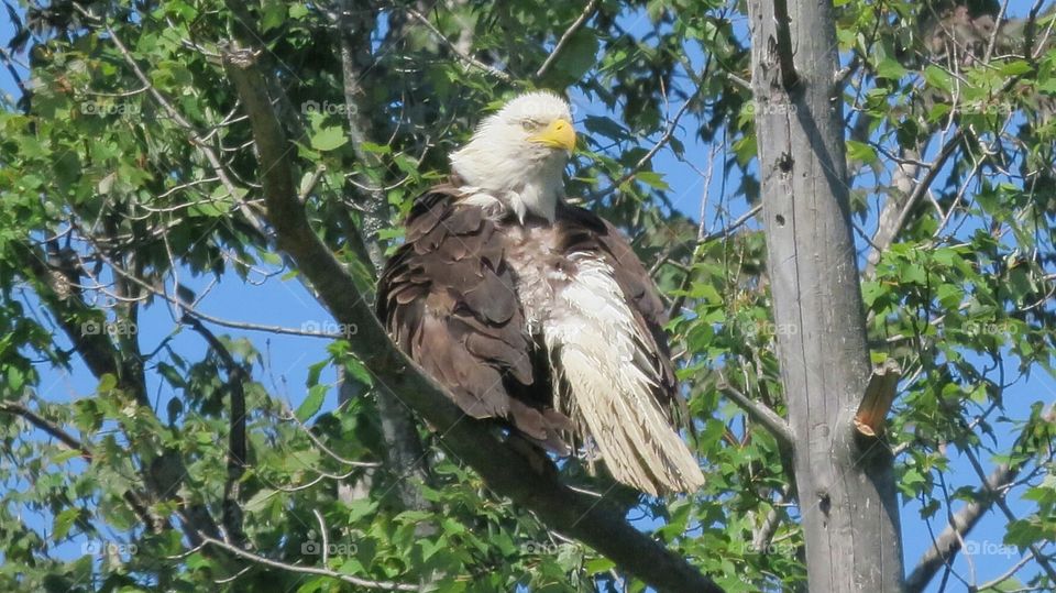 Bald Eagle on watch