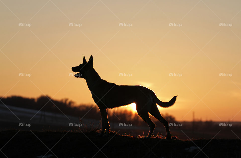 Belgian shepherd malinois