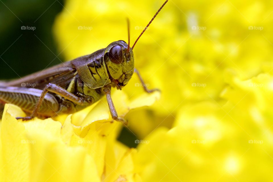 Portrait of one grasshopper on a yellow flower