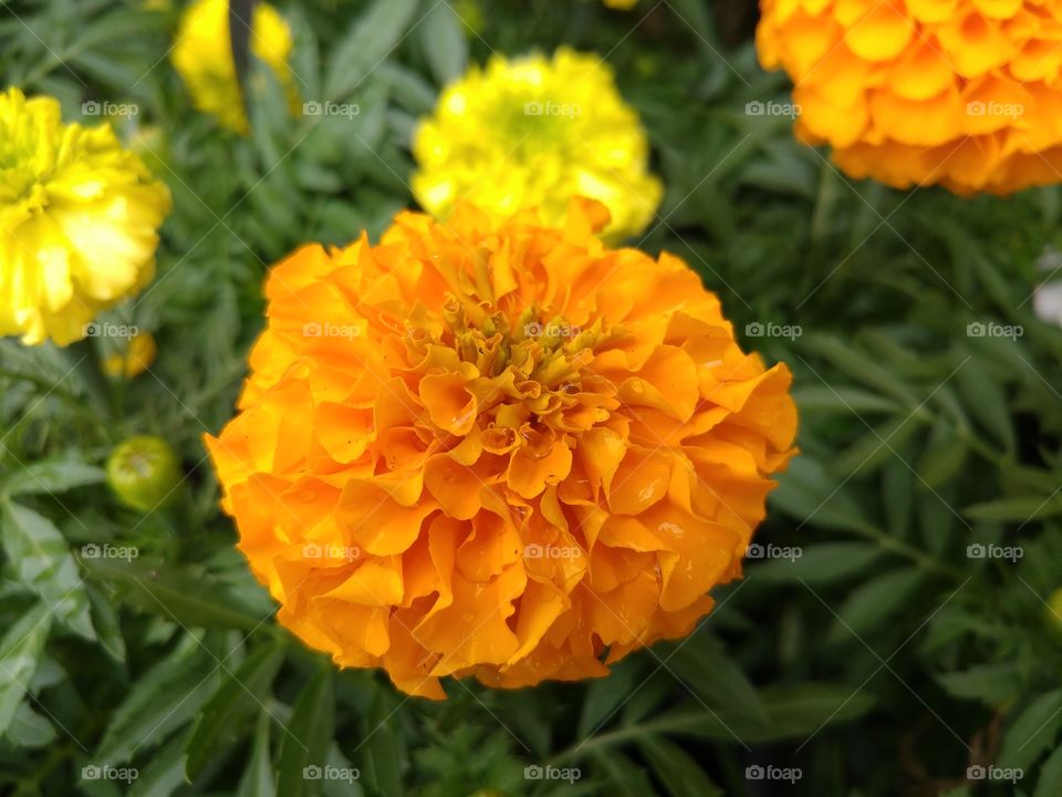 A pretty orange flower.