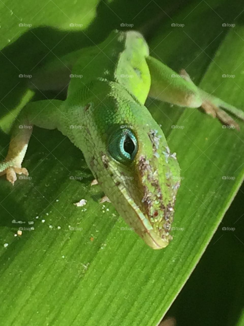 Green Anole up close 