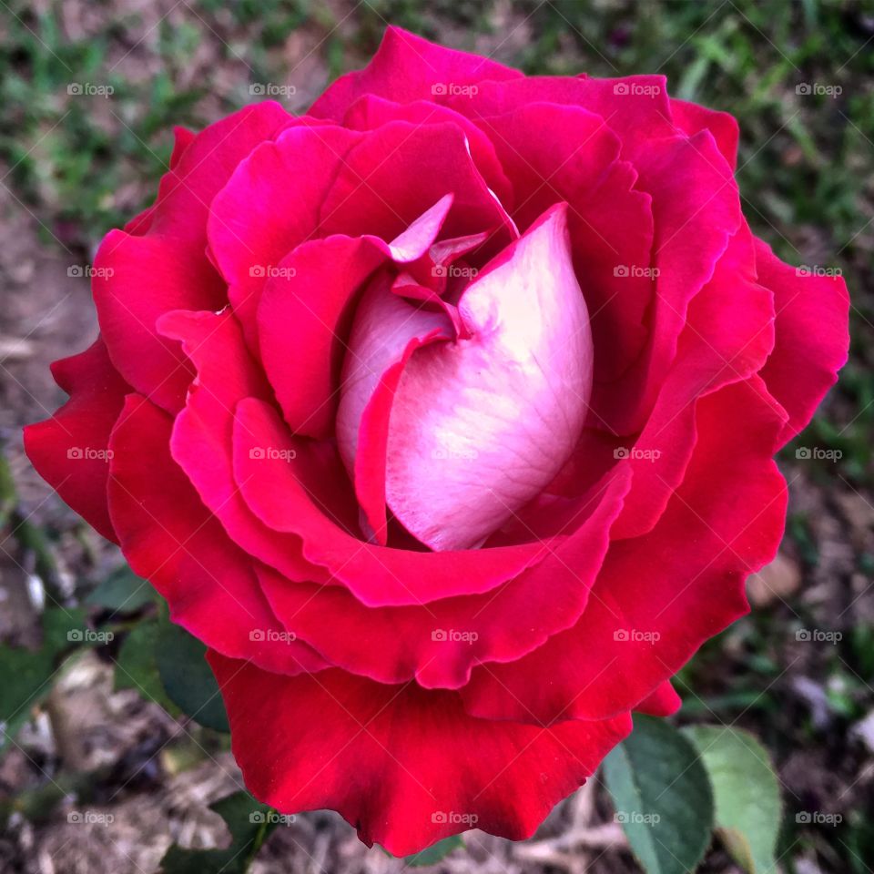 🌺Fim de #cooper!
Suado, cansado e feliz, alongando e curtindo a beleza das #rosas de #cores vibrantes.
🏁
#corrida #treino #flor #flowers #pétalas #pétala #jardim #jardinagem #garden #flora #run #running #esporte #flores #roseiras #alongamento
