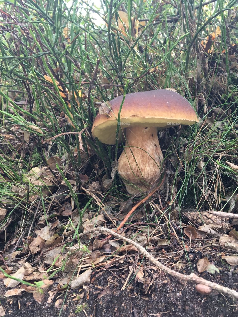 treasure of the forest