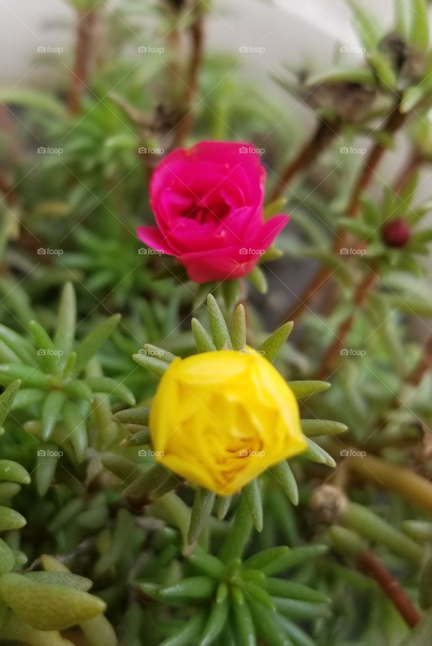 almost to bloom in closeup