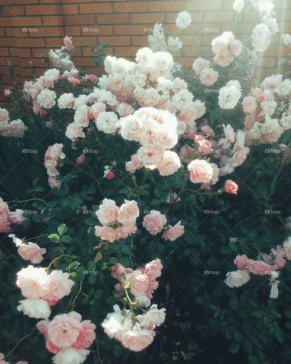 Flower, Bouquet, No Person, Floral, Rose