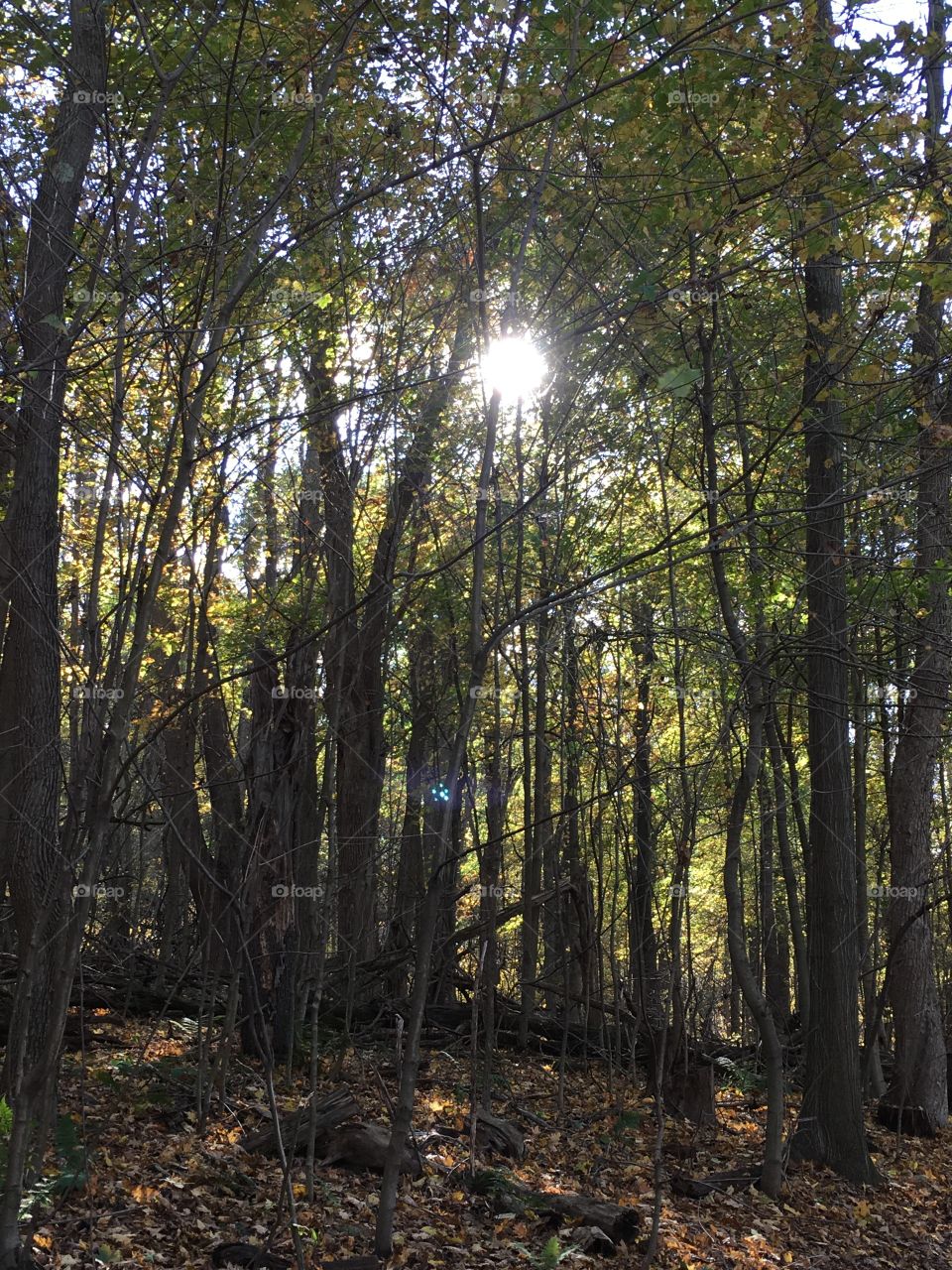 Sunlight peeking through trees