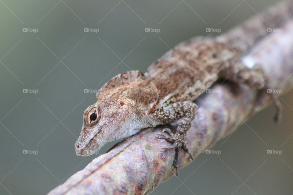 Close-up of lizard