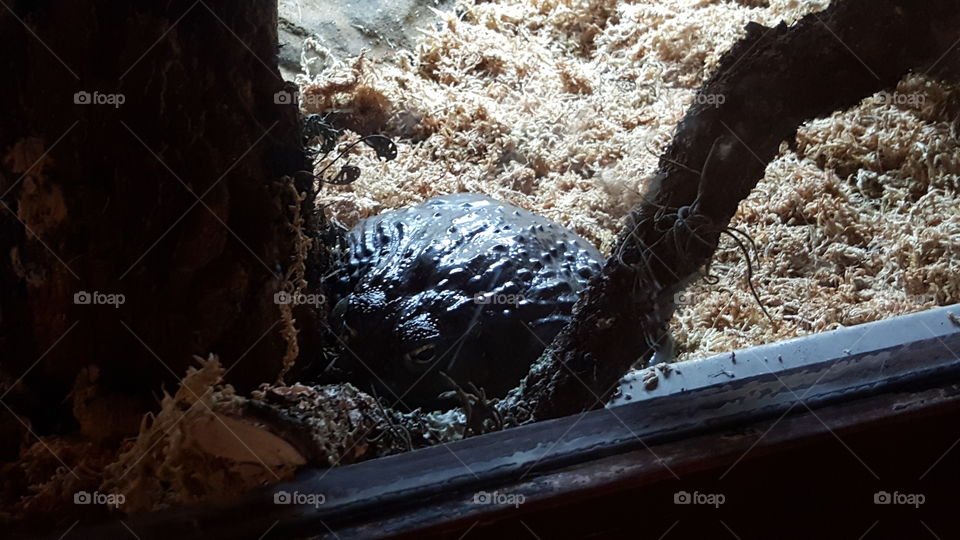 A rather large bull frog looks on from his enclosure at Animal Kingdom at the Walt Disney World Resort in Orlando, Florida.