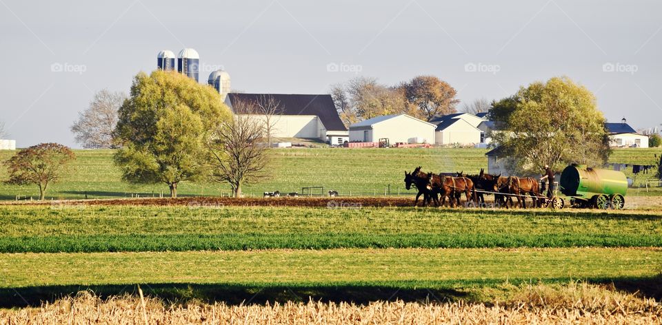 Amish Ways
