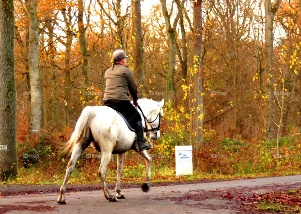 horseriding in magical forest in Marchiennes North of France