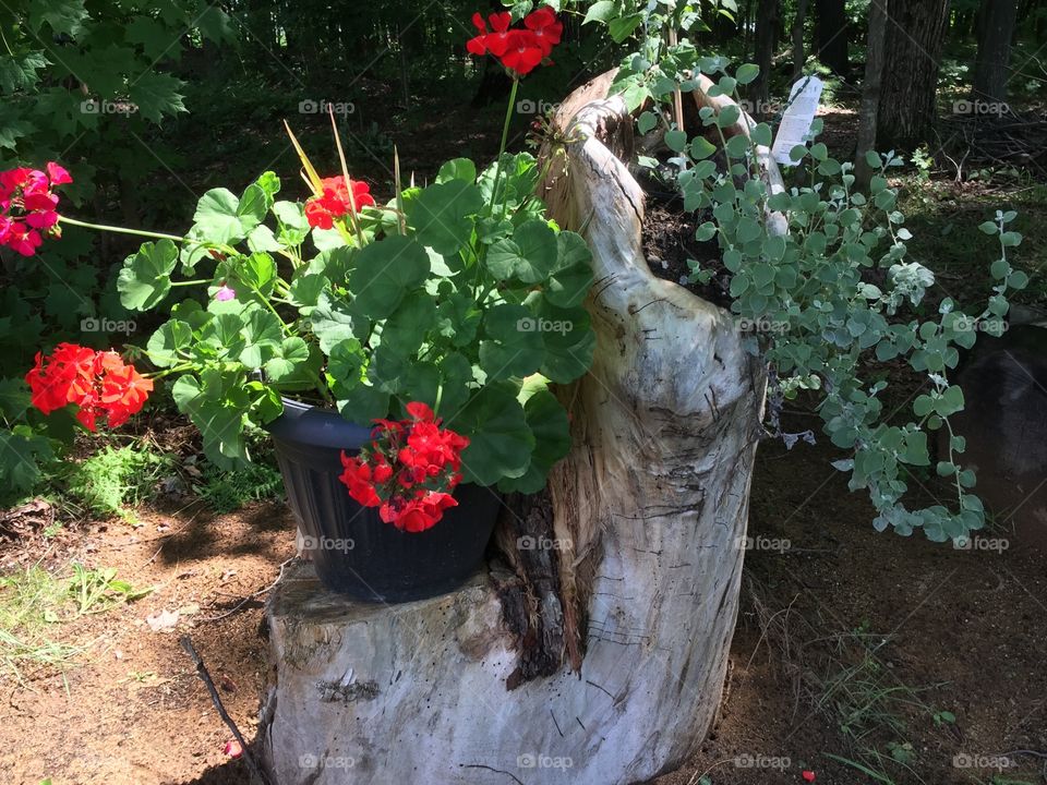 Flowers on tree stump 