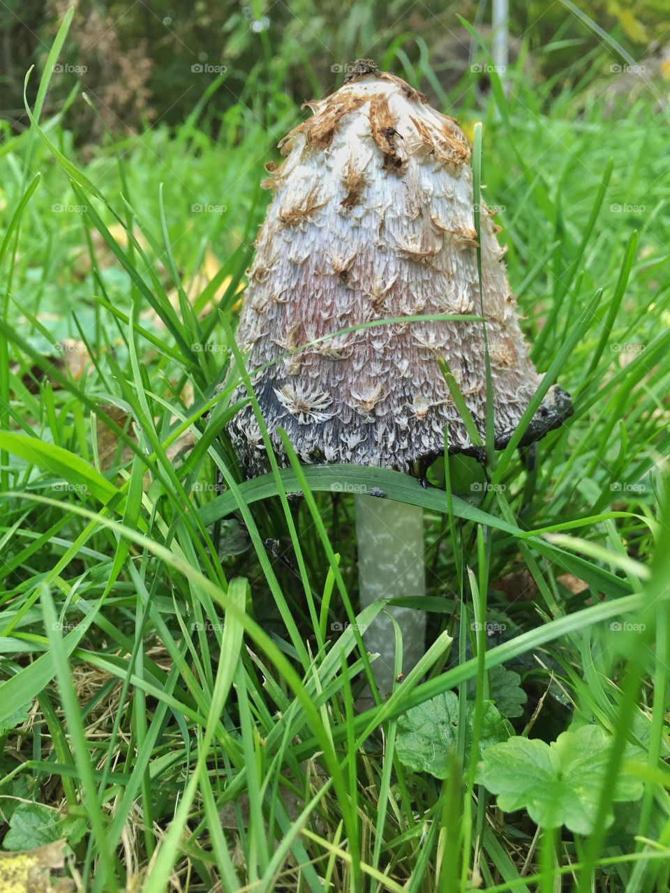 Pretty cool mushroom . Day at the farm trying to find the perfect pumpkin
