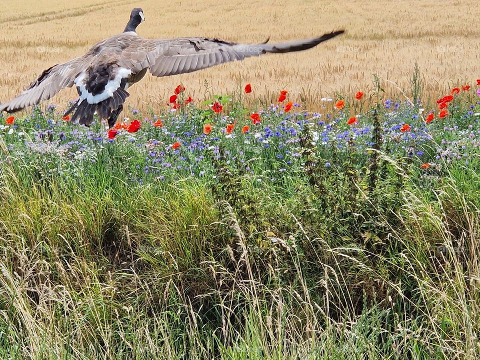 Goose flies up summer time