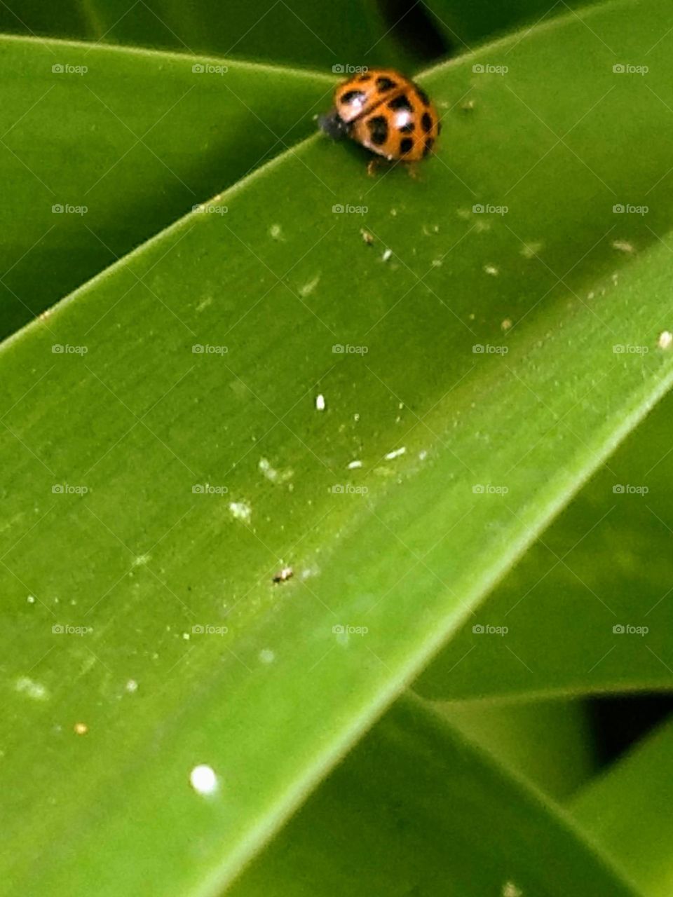 ladybug and leaves