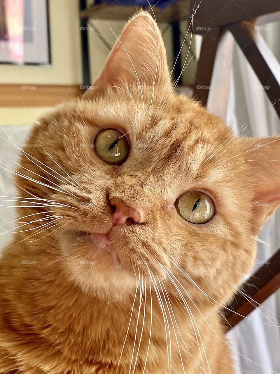 An orange cat sitting with her head tilted to the side