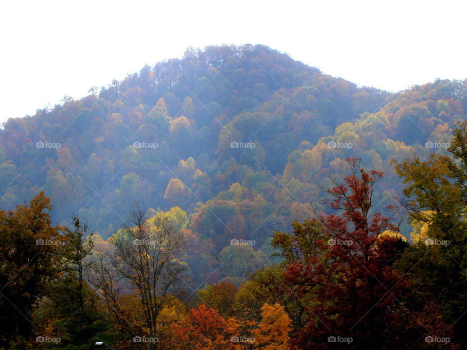 nature outdoors colors tree by refocusphoto