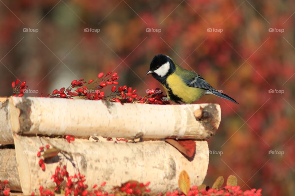 Great tit