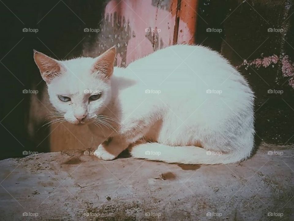 White stray cat. She's sooo angry. 🤣 Idk why.