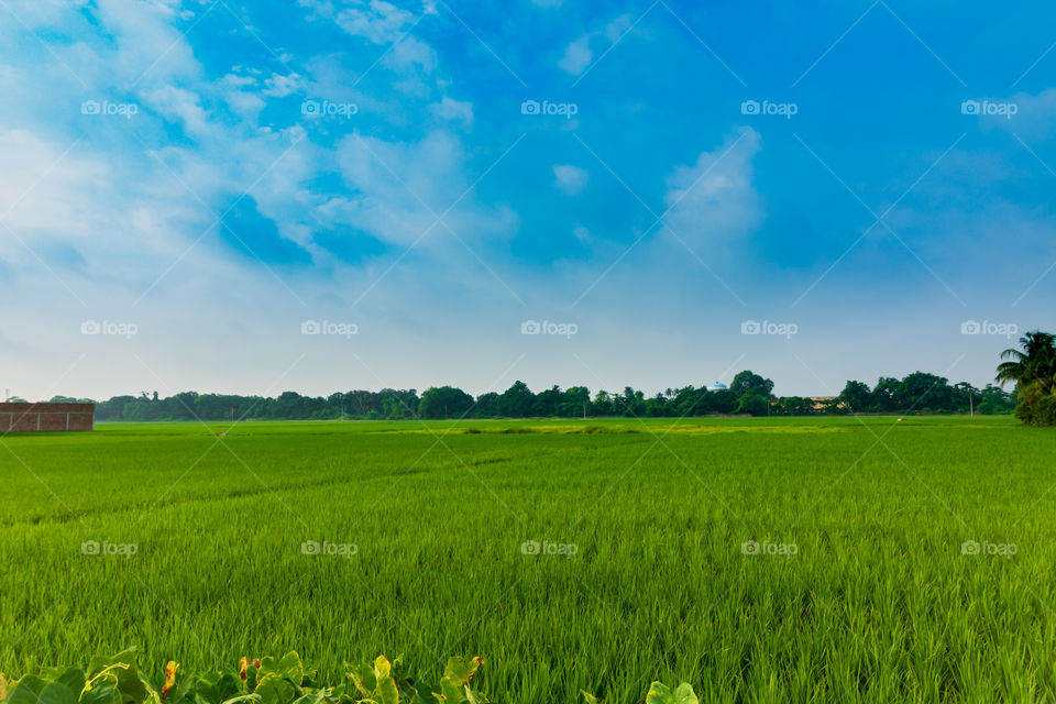 Paddy Field