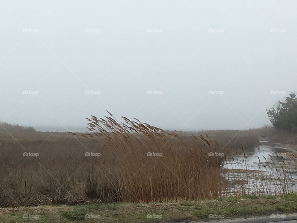 Windy day in the salt marsh 