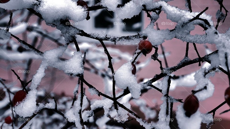 snow and berry