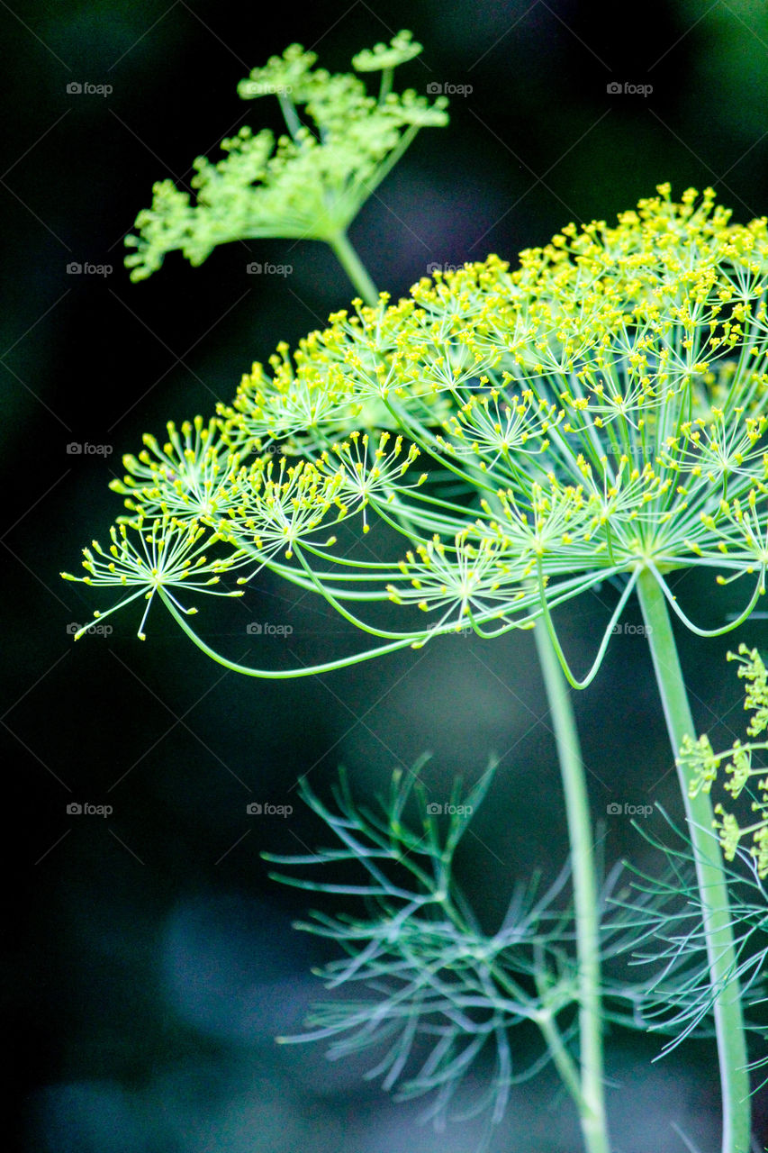 Flowering of a dill plant