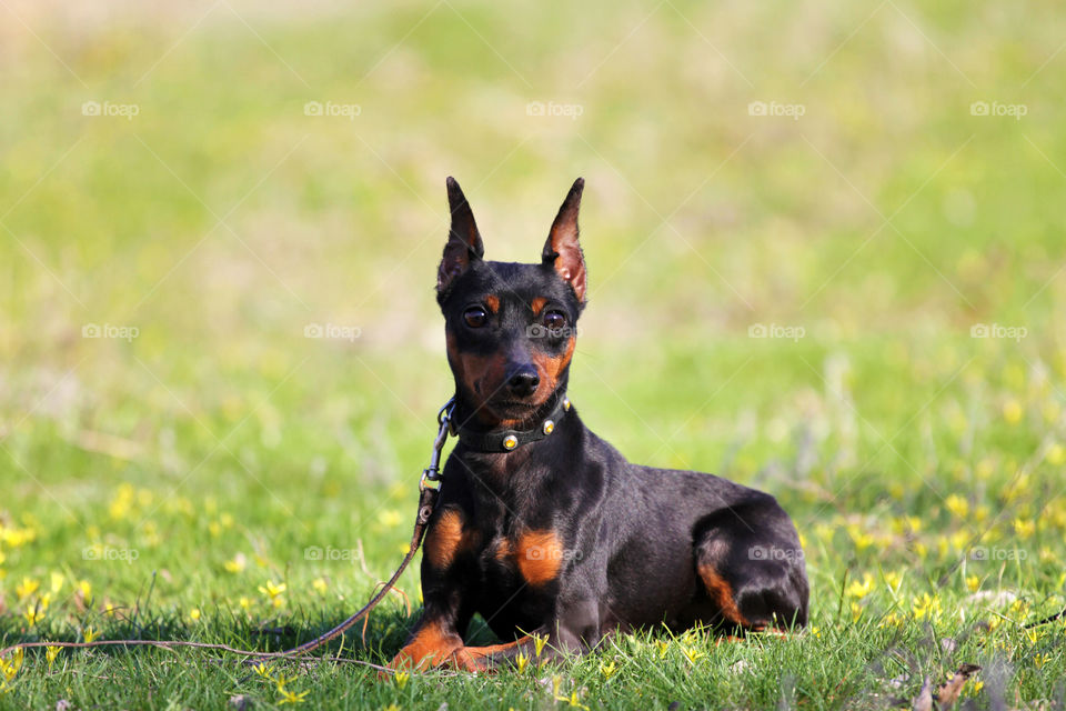 Spring pinscher