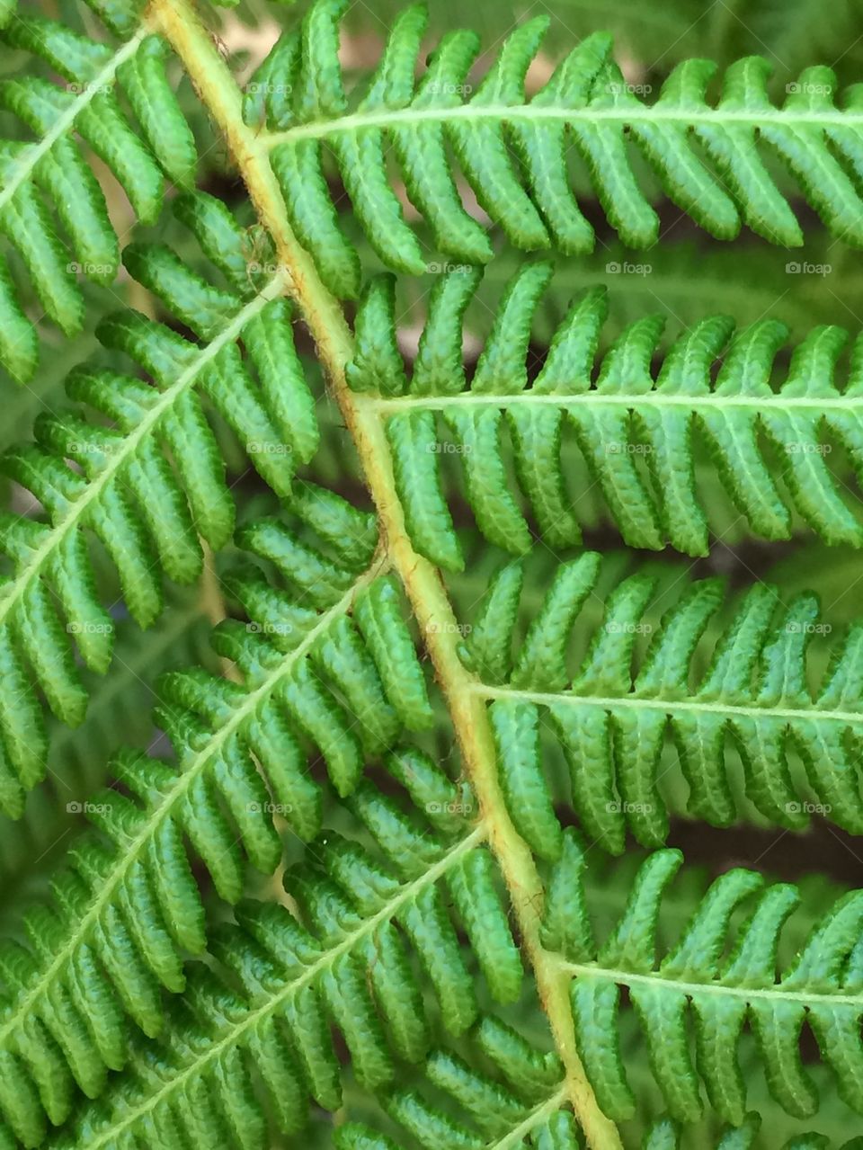 Fern Leaf