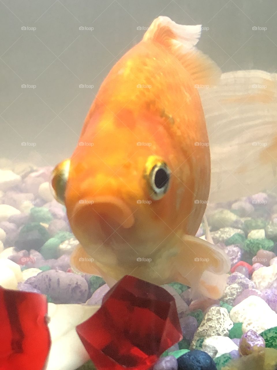 Our pet goldfish