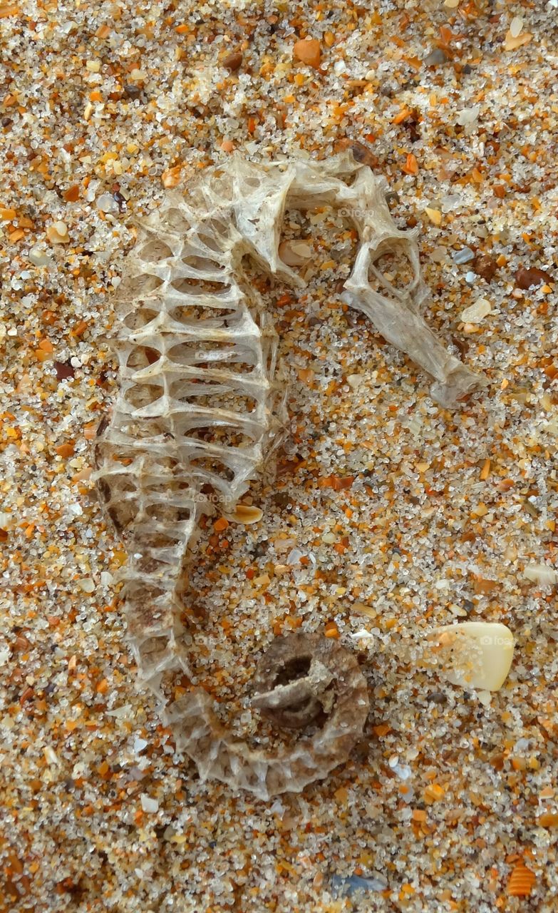 Skeleton seahorse