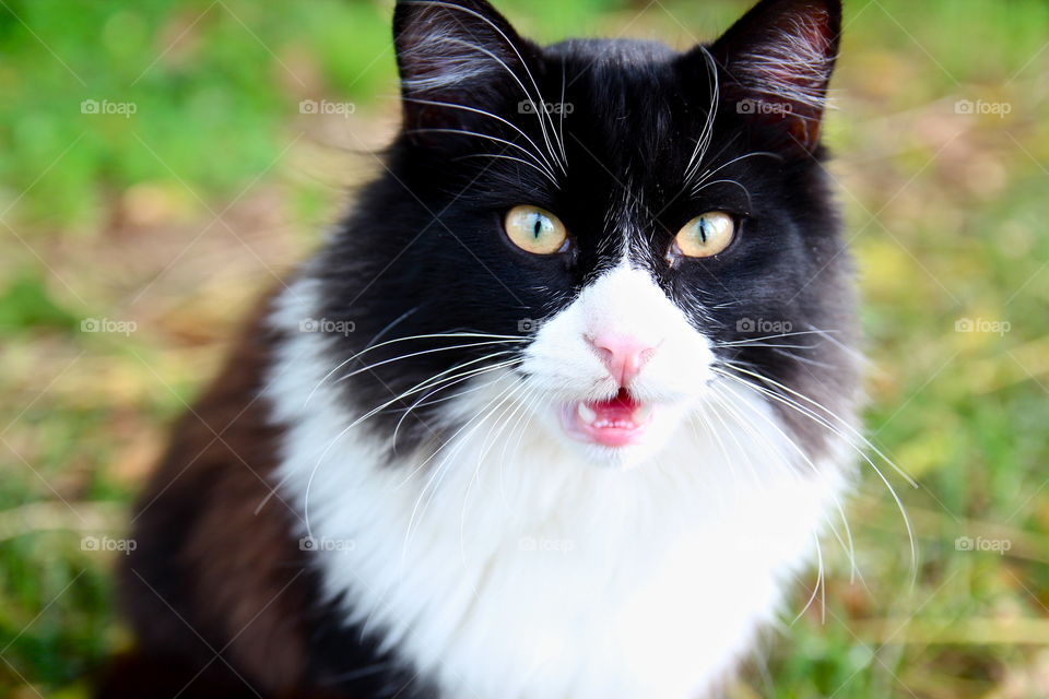 Greek cat meows to camera