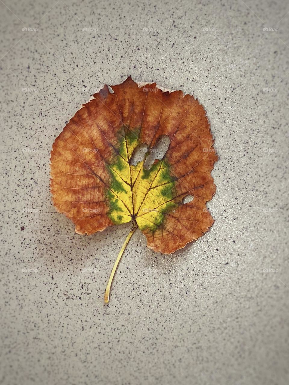 Beautiful colourful autumn leaf on the ground 