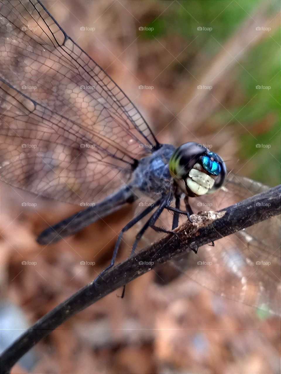 A blue dragonfly with the special face. (Yellow blue black eyes, light blue nose and white mouth.)